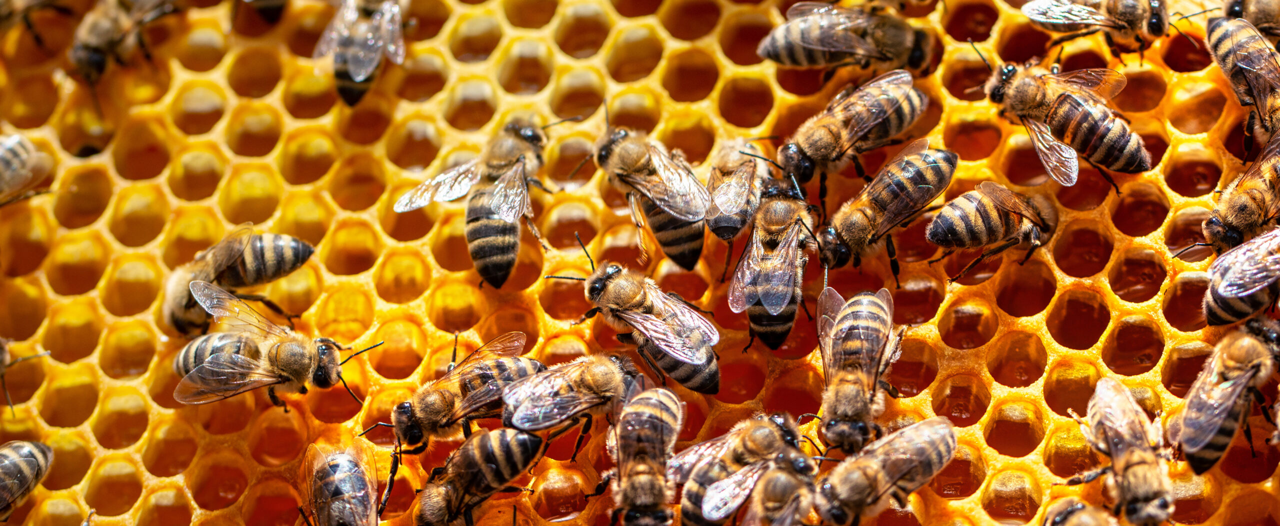 Close-up of honeybees crawling over a honeycomb filled with golden honey. The hexagonal cells are clearly visible, and the bees are actively moving across the surface.