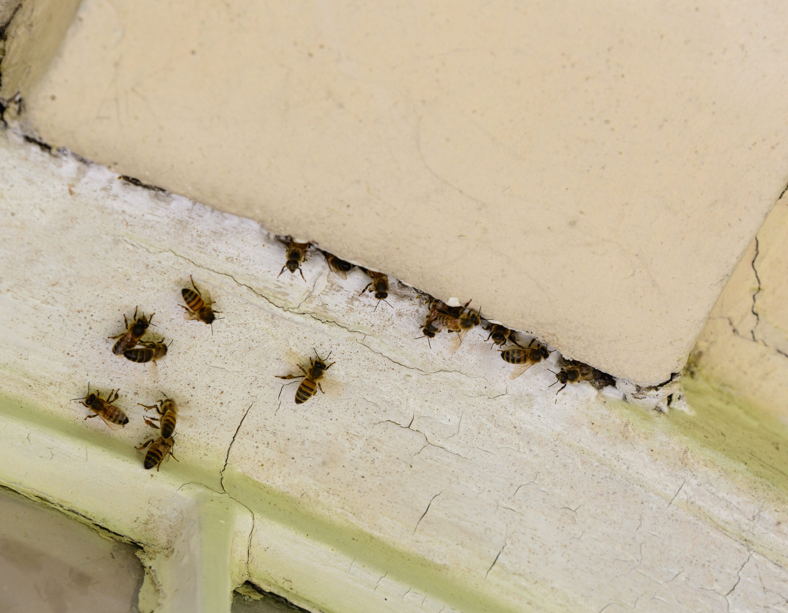Several bees cluster around a crack between two beige walls near a window, possibly entering or exiting a small hive or nest. The surrounding paint is chipped and peeling.