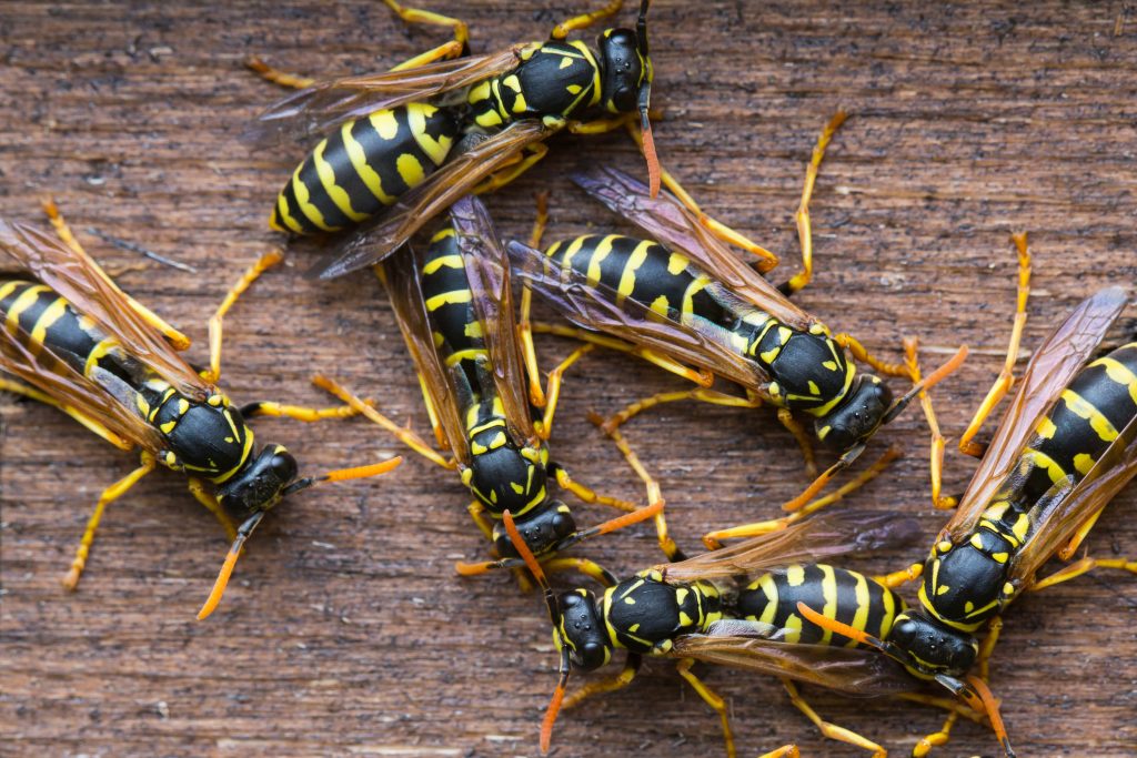 Close-up of several yellow and black wasps with translucent wings gathered on a wooden surface. The wasps’ bodies and legs are clearly visible in the image.