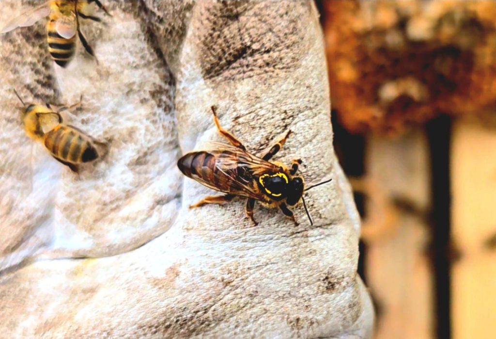A close-up of a bee on a textured, light-colored surface, possibly a work glove, with another bee partially visible in the background. The image is bright and detailed.