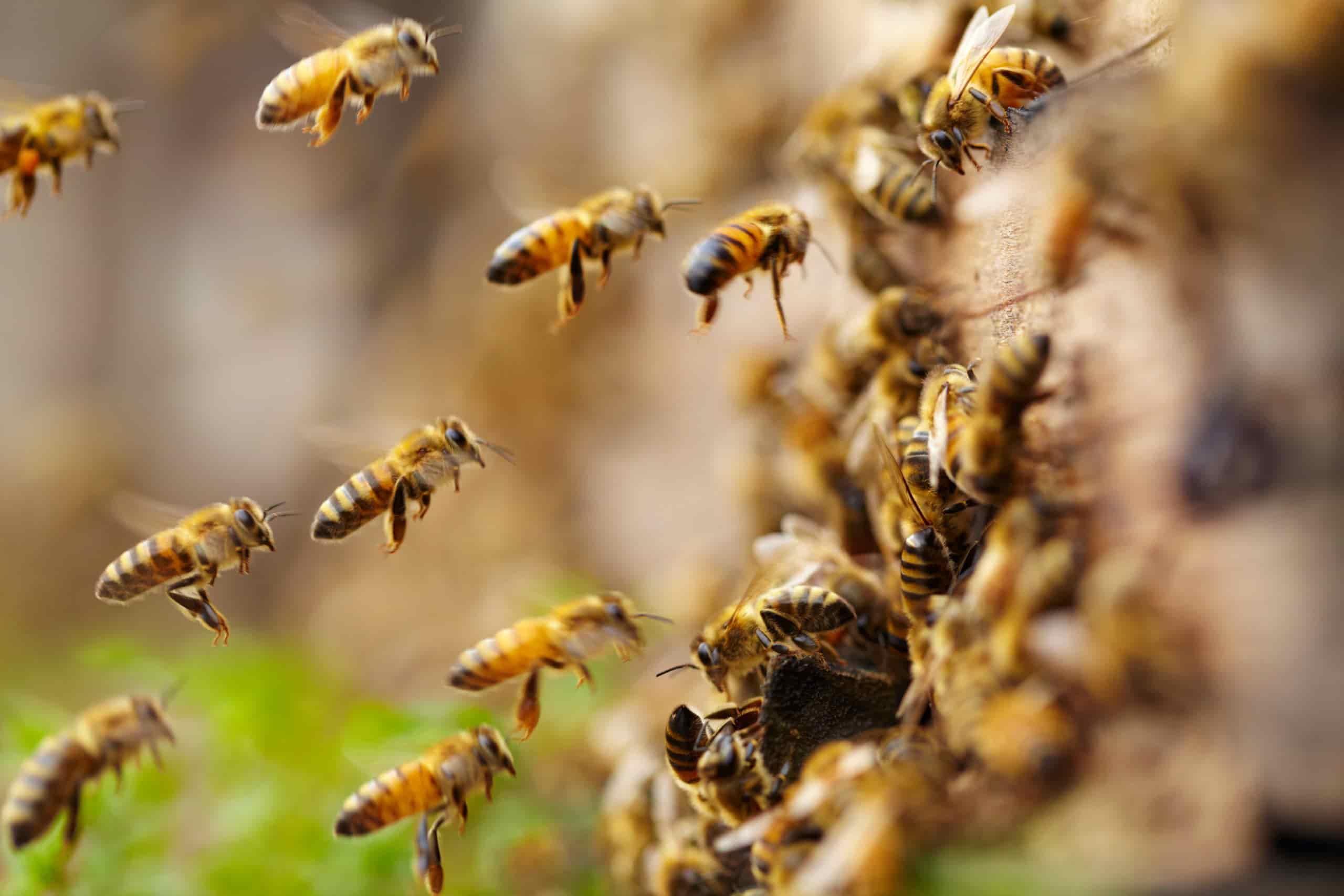 A close-up of several bees flying around and landing on a hive entrance, with some bees in sharp focus midair and others clustered on the hive surface.