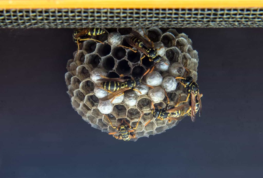 Several wasps are clustered around a papery nest with hexagonal cells, attached to a flat, dark surface near a metal mesh. The nest contains both capped and open cells.