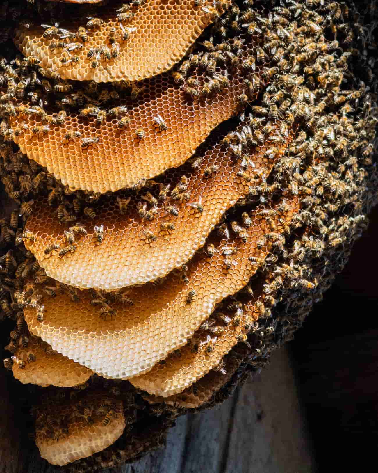 Close-up of several layers of honeycomb covered with numerous bees, showing the hexagonal wax cells and the busy activity of the hive. The honeycomb varies in color from light to dark golden brown.
