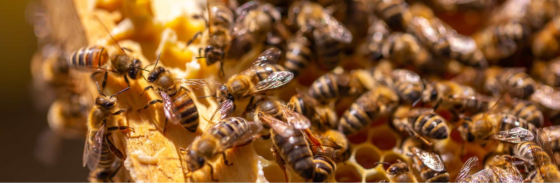 A close-up view of many honeybees clustered on a honeycomb, some actively working and others moving across the cells filled with honey.