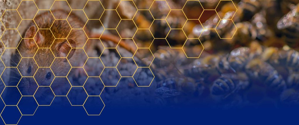 A brown mouse on the left and a group of bees on the right, overlaid with a pattern of yellow hexagons. The bottom portion fades into a blue gradient.