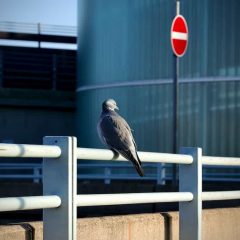 A pigeon is perched on a metal railing in an urban setting. In the background, there's a curved glass building and a red "no entry" traffic sign. Shadows and sunlight create contrasting areas in the image.