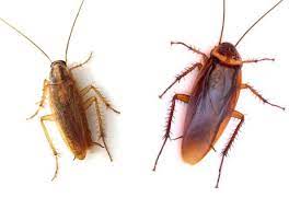 Two cockroaches are shown on a white background, one lighter brown and the other darker brown, both with long antennae and visible legs.