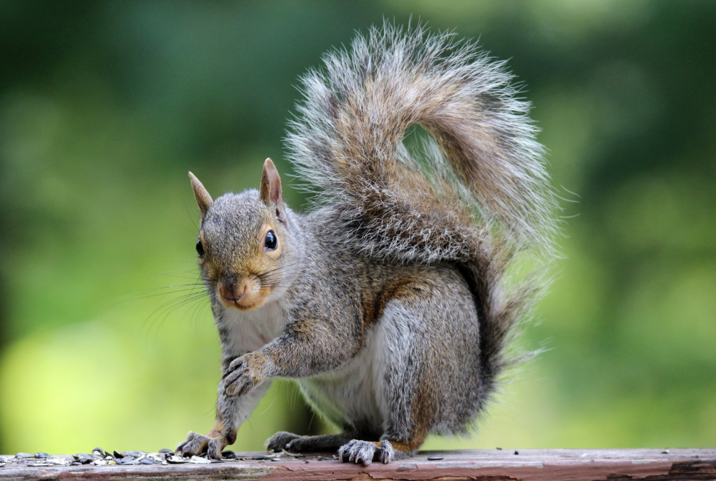 A gray squirrel 
