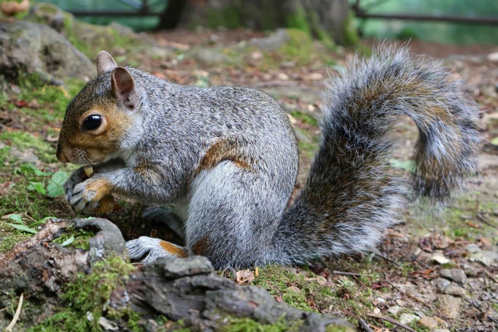 Flying squirrel rodent
