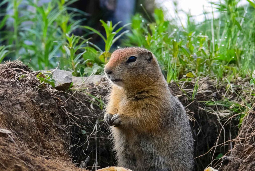 ground squirrel rodent 