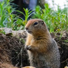 ground squirrel rodent