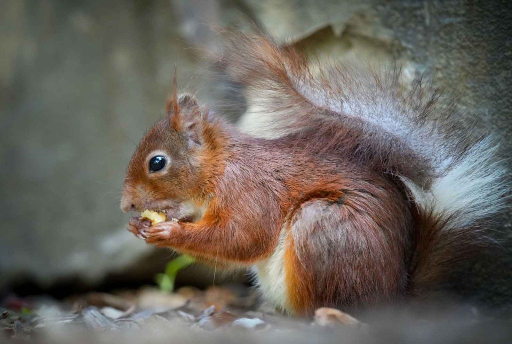 reddish-brown squirrel rodent