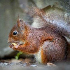 reddish-brown squirrel rodent