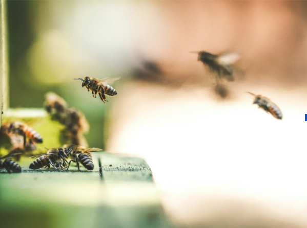 Bees on a wooden ledge in a garden in Chippenham