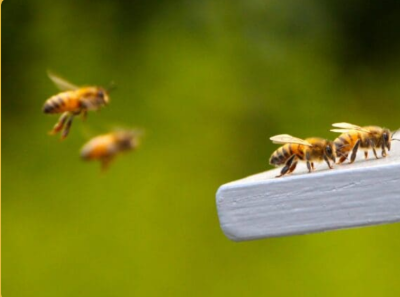 Honey bees landing on a white ledge in Chippenham