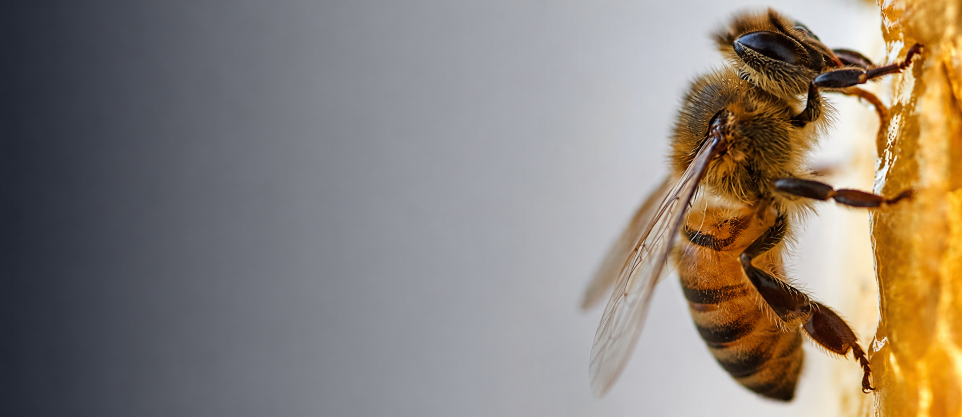 Close-up of a honey bee during a safe relocation by BEEKIND Pest Control