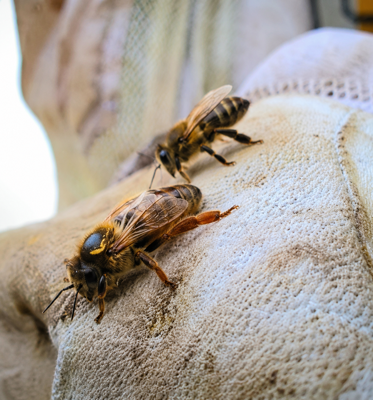 Honey bees resting on a knitted blanket