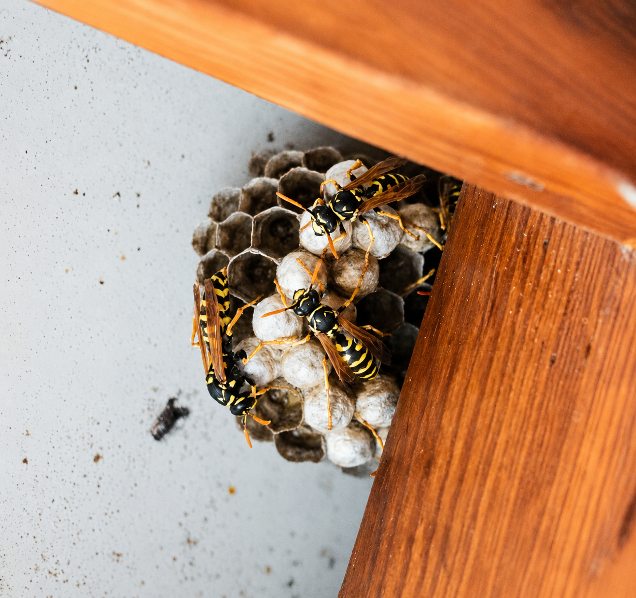 Damp and mould damage caused by a honeybee hive