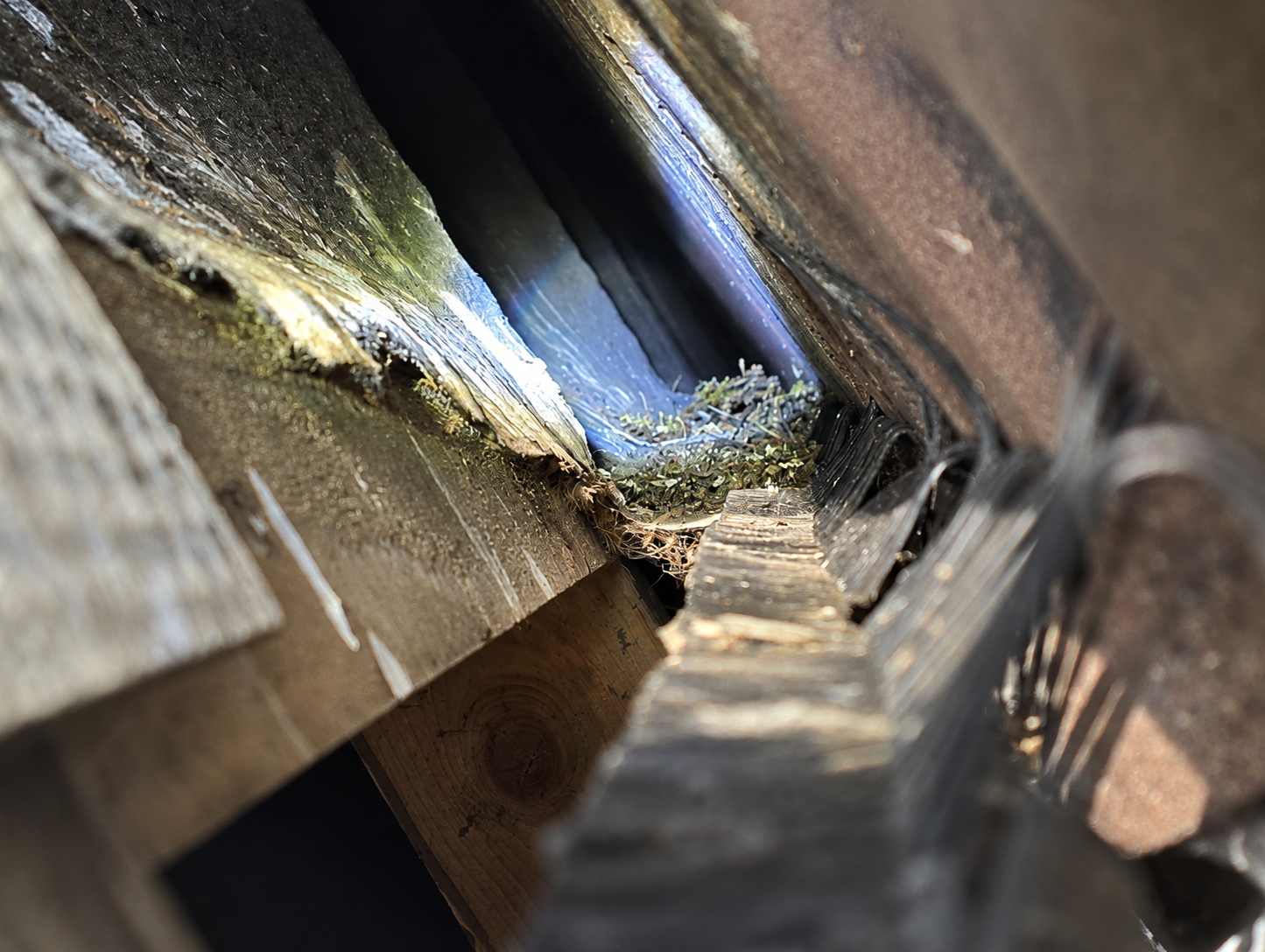 Signs of pest activity in a property