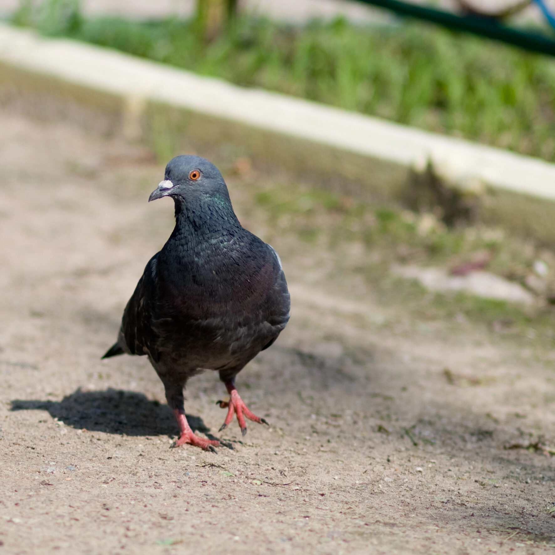 Pigeon walking on the ground