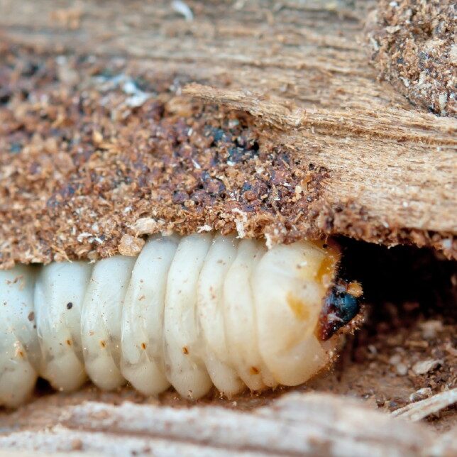 Woodworm damage on a structural beam