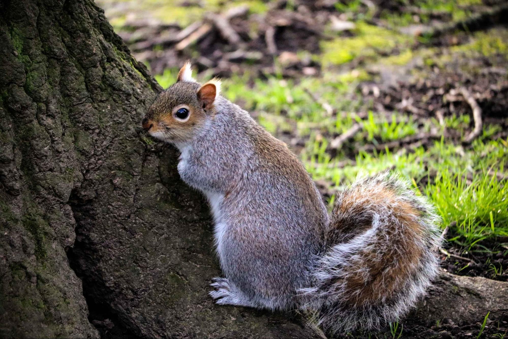 Grey squirrel
