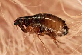 Close-up of a flea