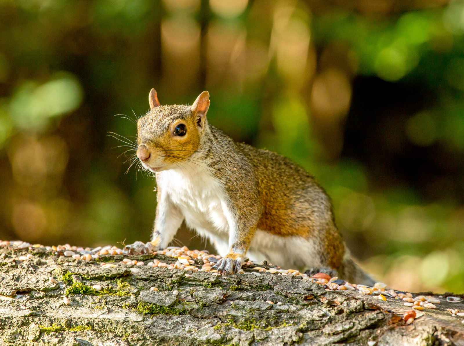 Wildlife Activity in Bradford-on-Avon