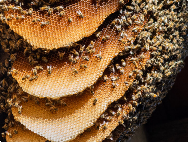 Close-up of a honeybee colony on honeycomb