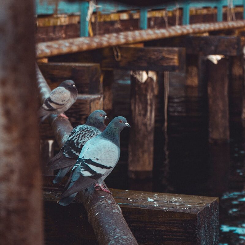 Pigeon perched on a wooden pier in Chippenham