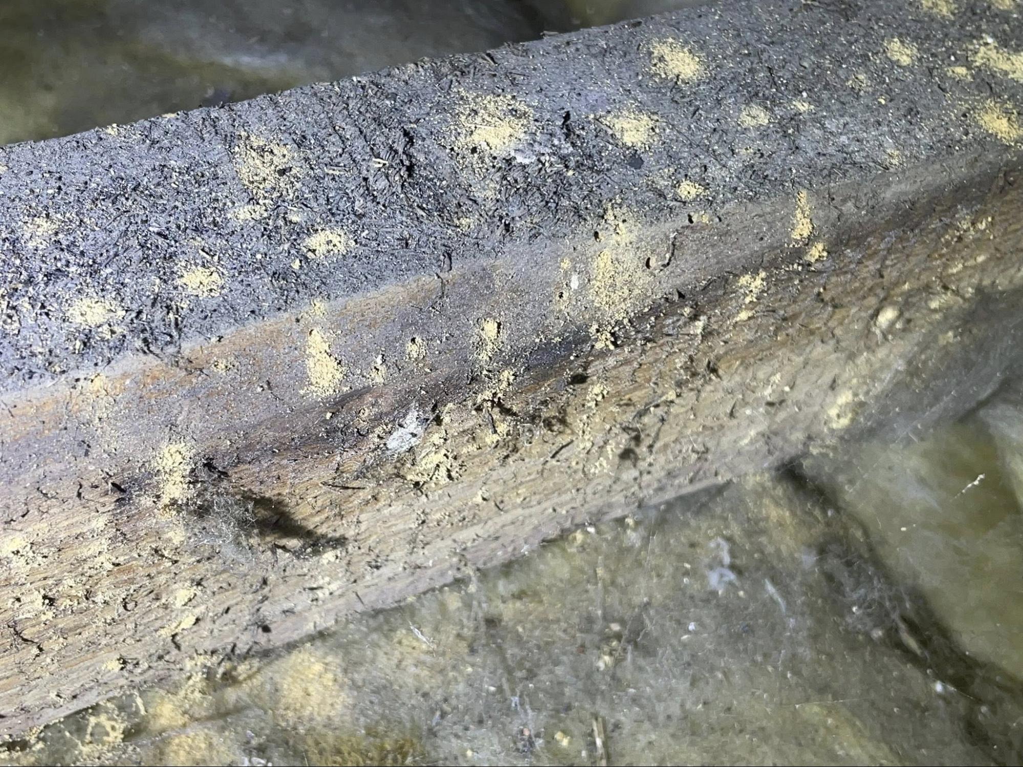 Loft before woodworm treatment