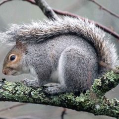 Commercial Pest Control Contract
