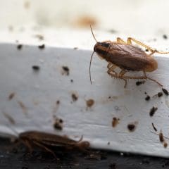 Cockroach infestation on a surface in Chippenham