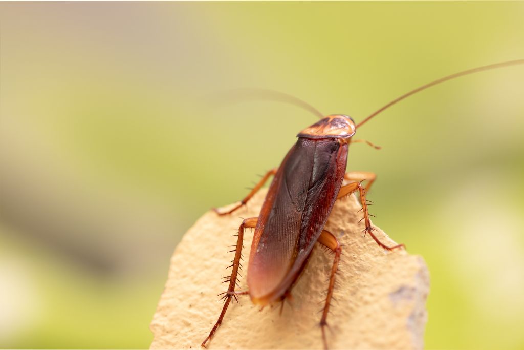 Cockroach on stone