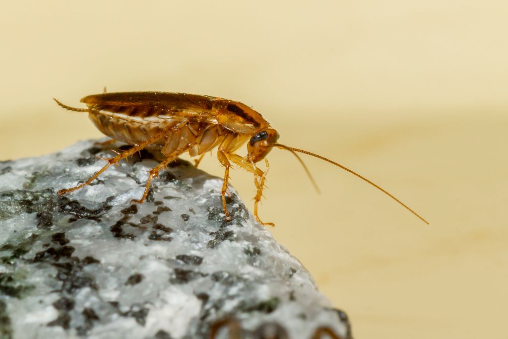 Cockroach on a rock