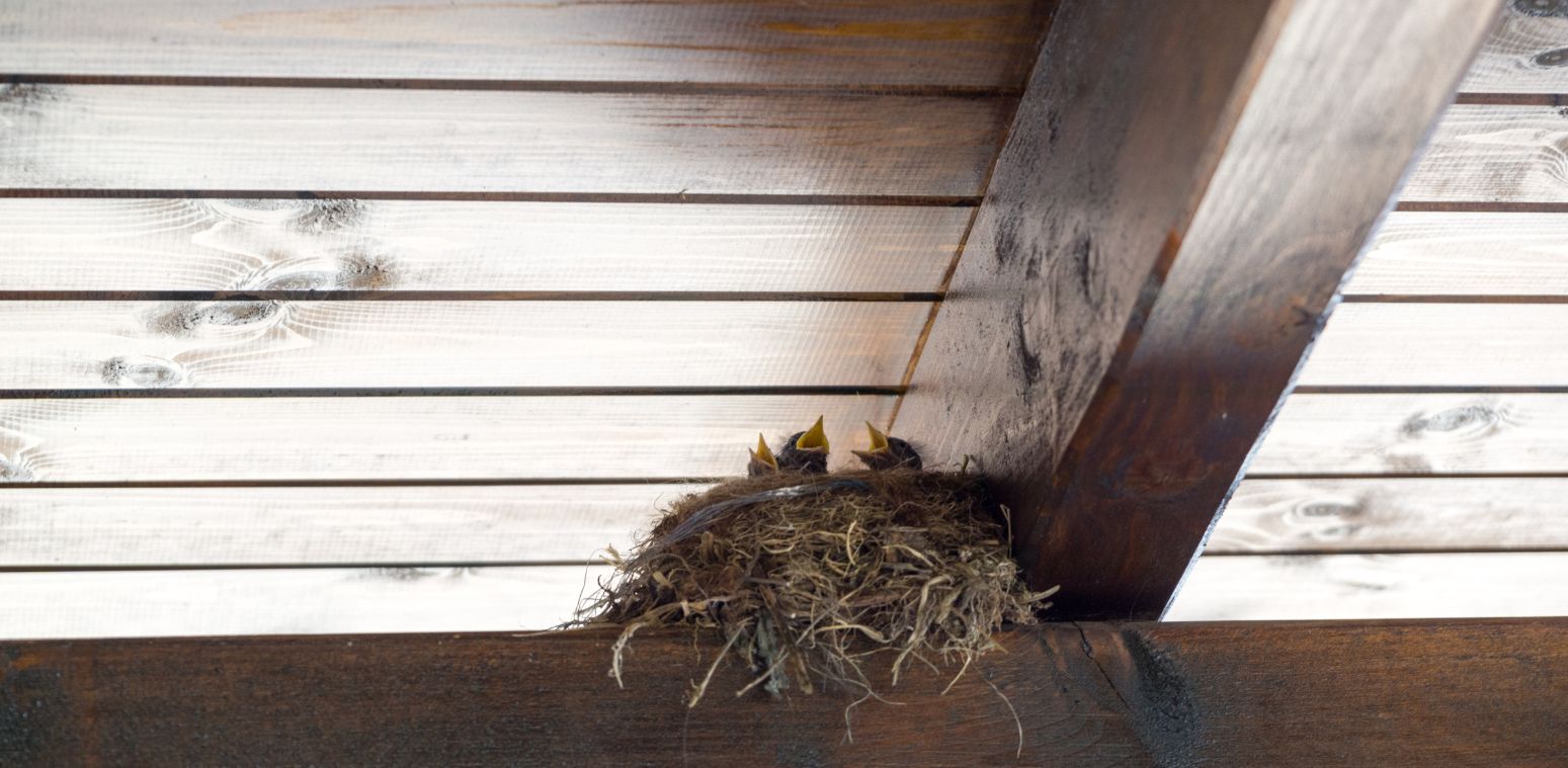 signs birds are nesting near your home