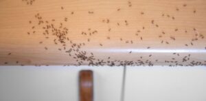 How Ants Enter Homes and How to Prevent Them