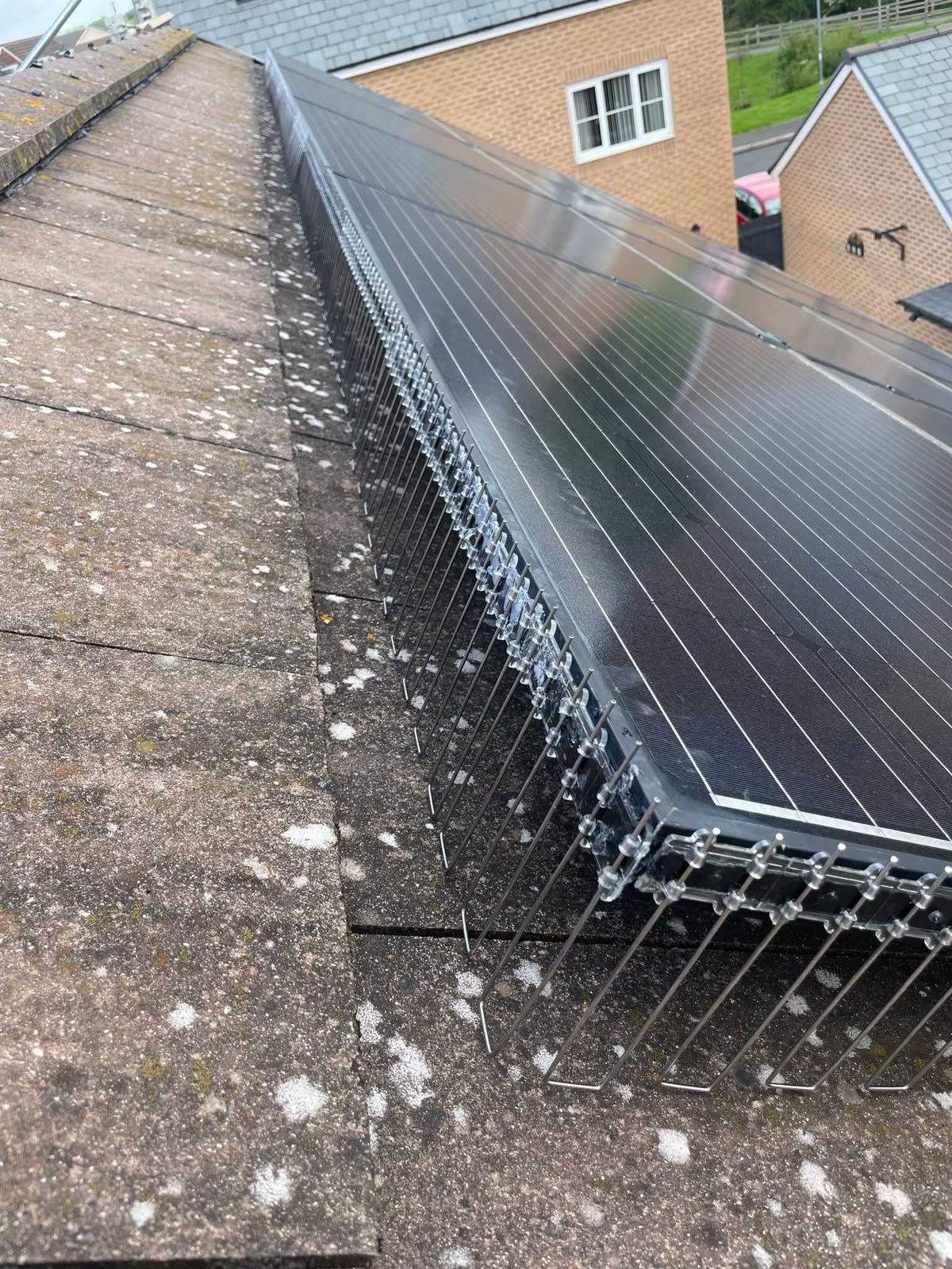 Bird mesh fitted around a solar panel array, with pigeon droppings on the roof tiles